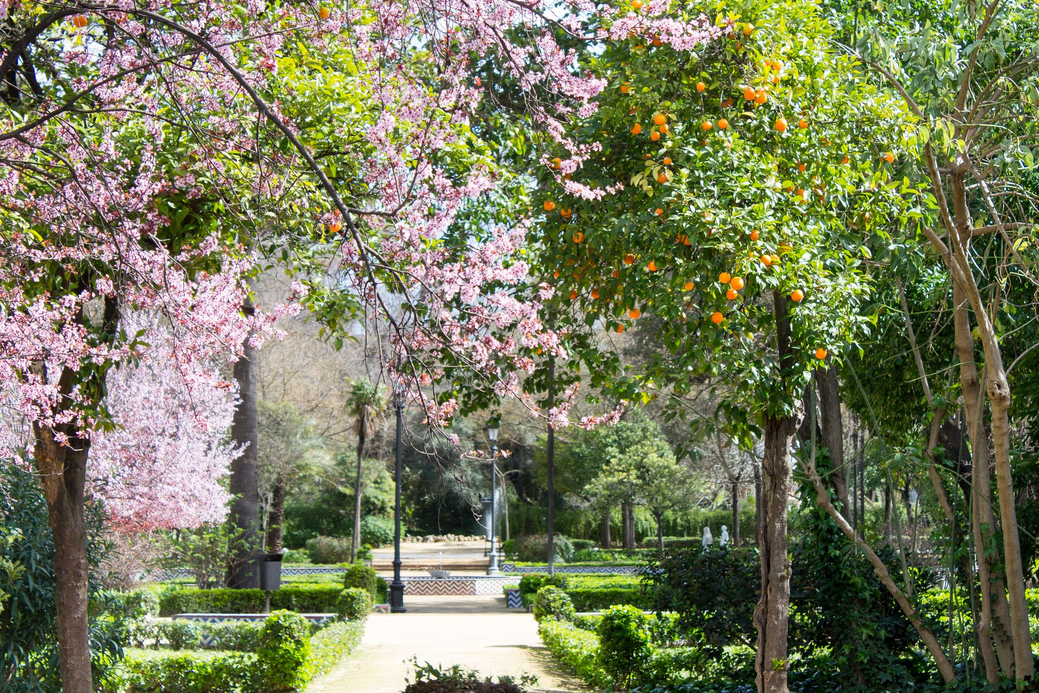 Part of the Parque de Maria Luisa, Seville, Spain, March 2018. Spring flowers and oranges on the trees..jpg