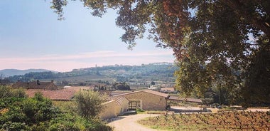 Tasting Bandol Wines & Visit of Cellar (in English)