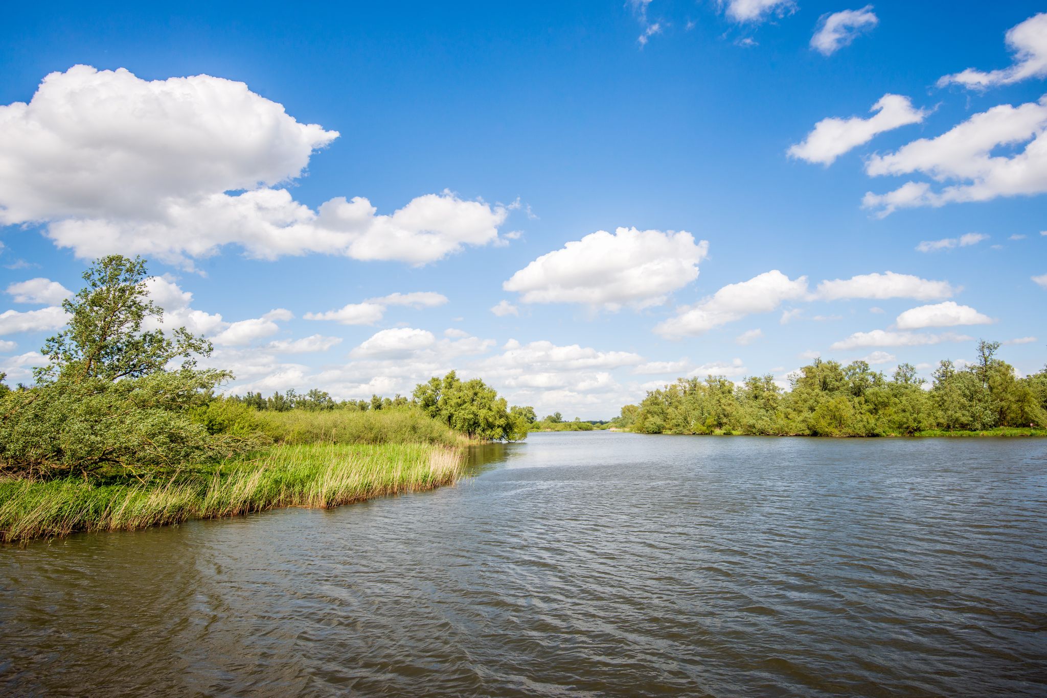 photo of landscape in the Netherlands with a wide creek in the Dutch national park De Biesbosch on a sunny and cloudy day in the spring season.