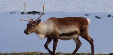 8 Days Self-drive | Around Iceland Ring Road Tour