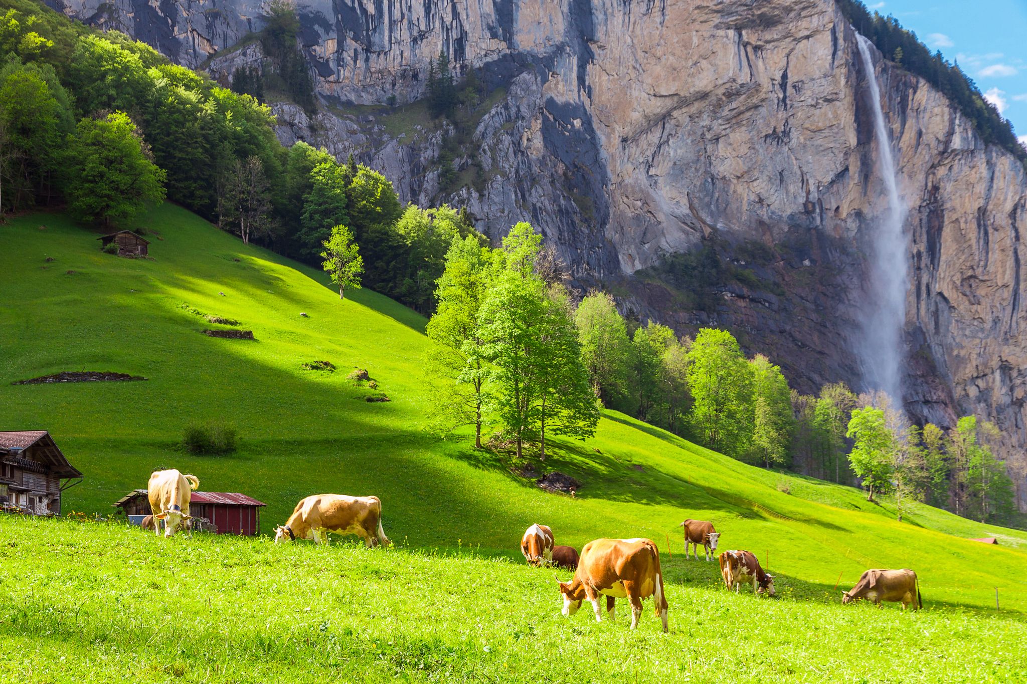 Photo of Summer landscape with cow grazing on fresh green mountain pastures. Lauterbrunnen, Switzerland, Europe. 