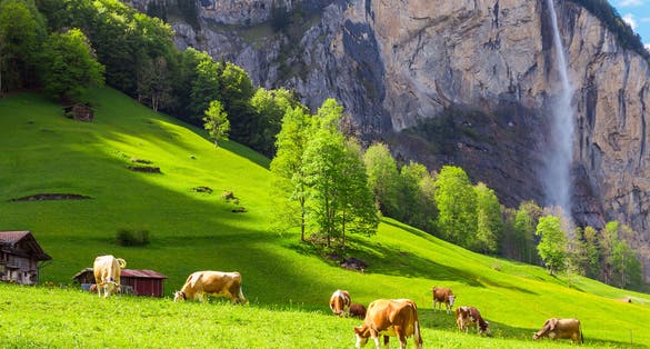 Photo of Summer landscape with cow grazing on fresh green mountain pastures. Lauterbrunnen, Switzerland, Europe. 