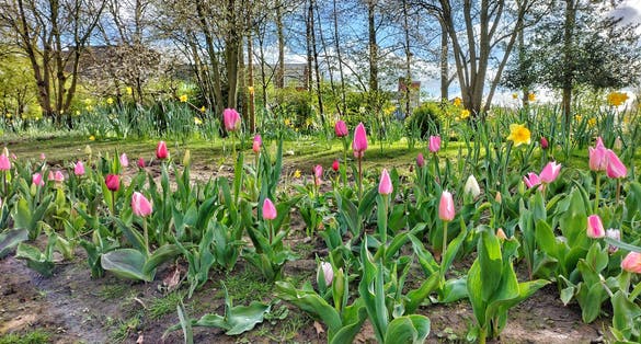 Photo of Gardening tulips at Platt Field Park, Manchester, UK.