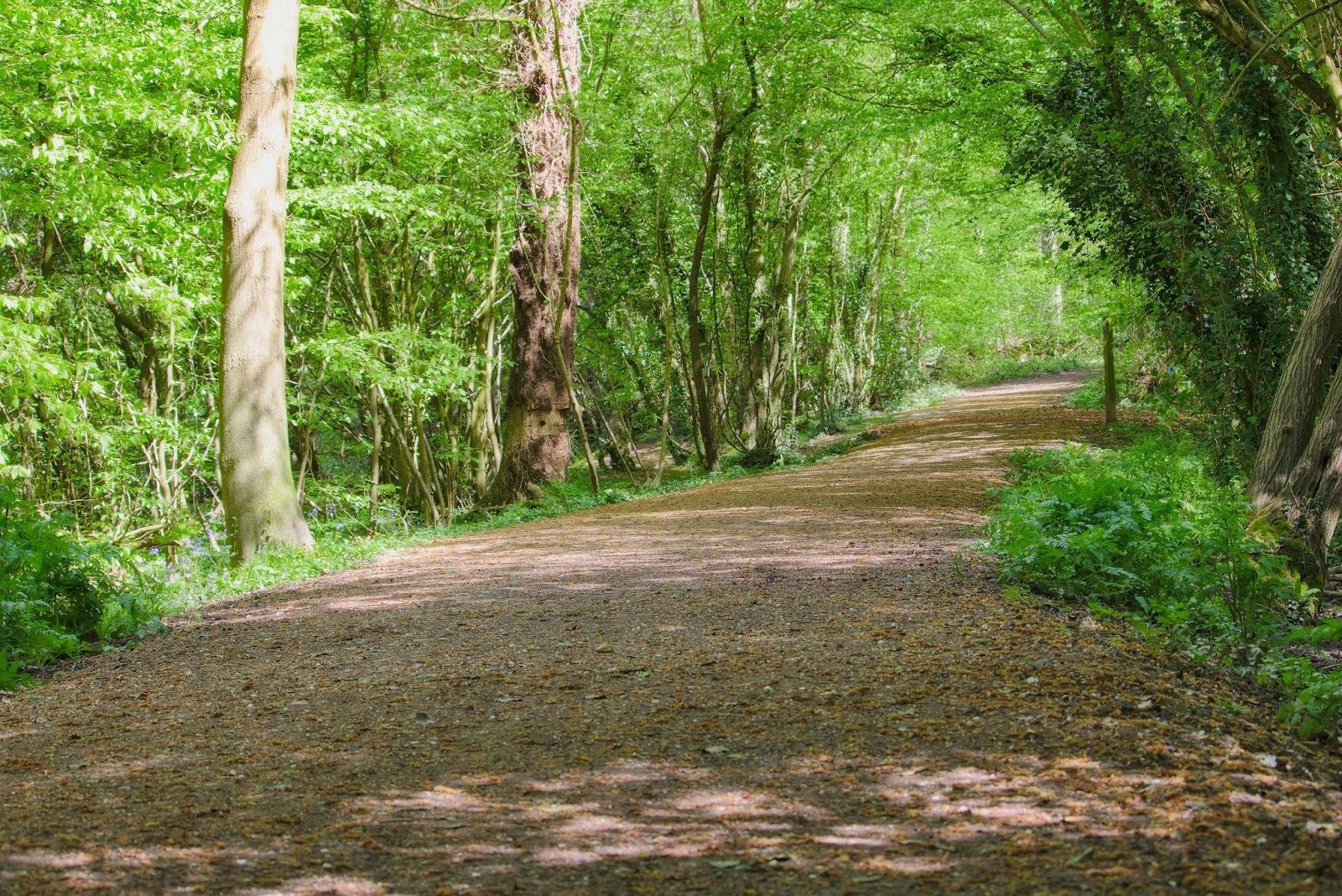 Ham Street Woods National Nature Reserve, Orlestone, Ashford, Kent, South East England, England, United Kingdom