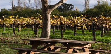 Half-Day Gramma Wine Tasting Tour in Iasi