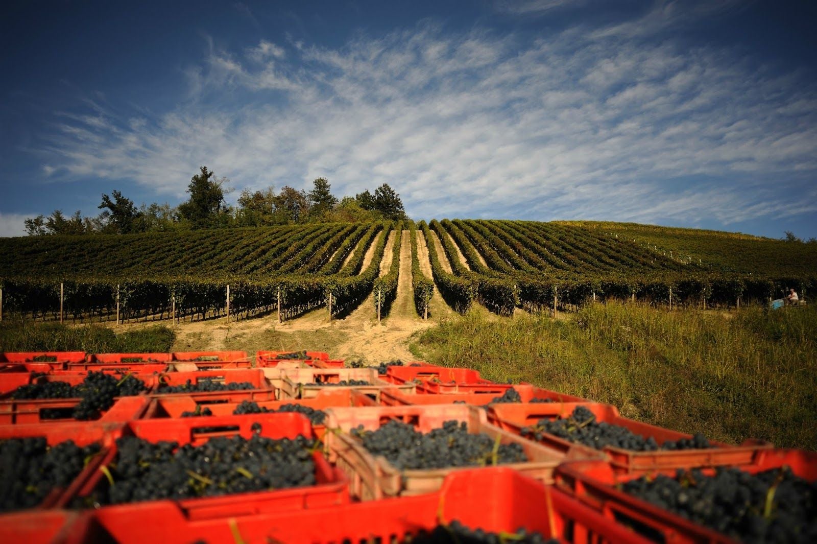 Azienda Agricola Abbona Marziano, Dogliani, Cuneo, Piemont, Italy