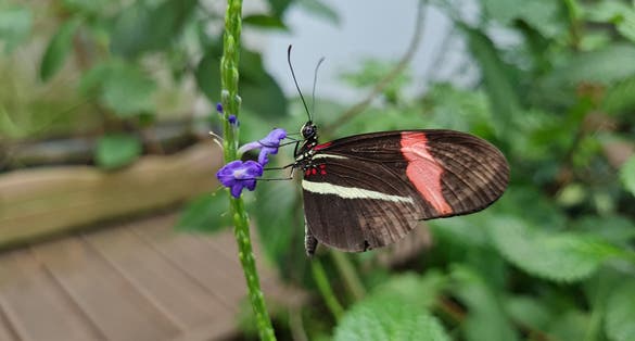 Germany's Potsdam Biosphere Reserve is a lush, diverse ecosystem showcasing nature's beauty.