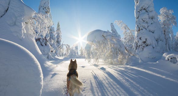 Photo of Siberian husky in beautiful winter landscape ,Kuusamo, Finland.