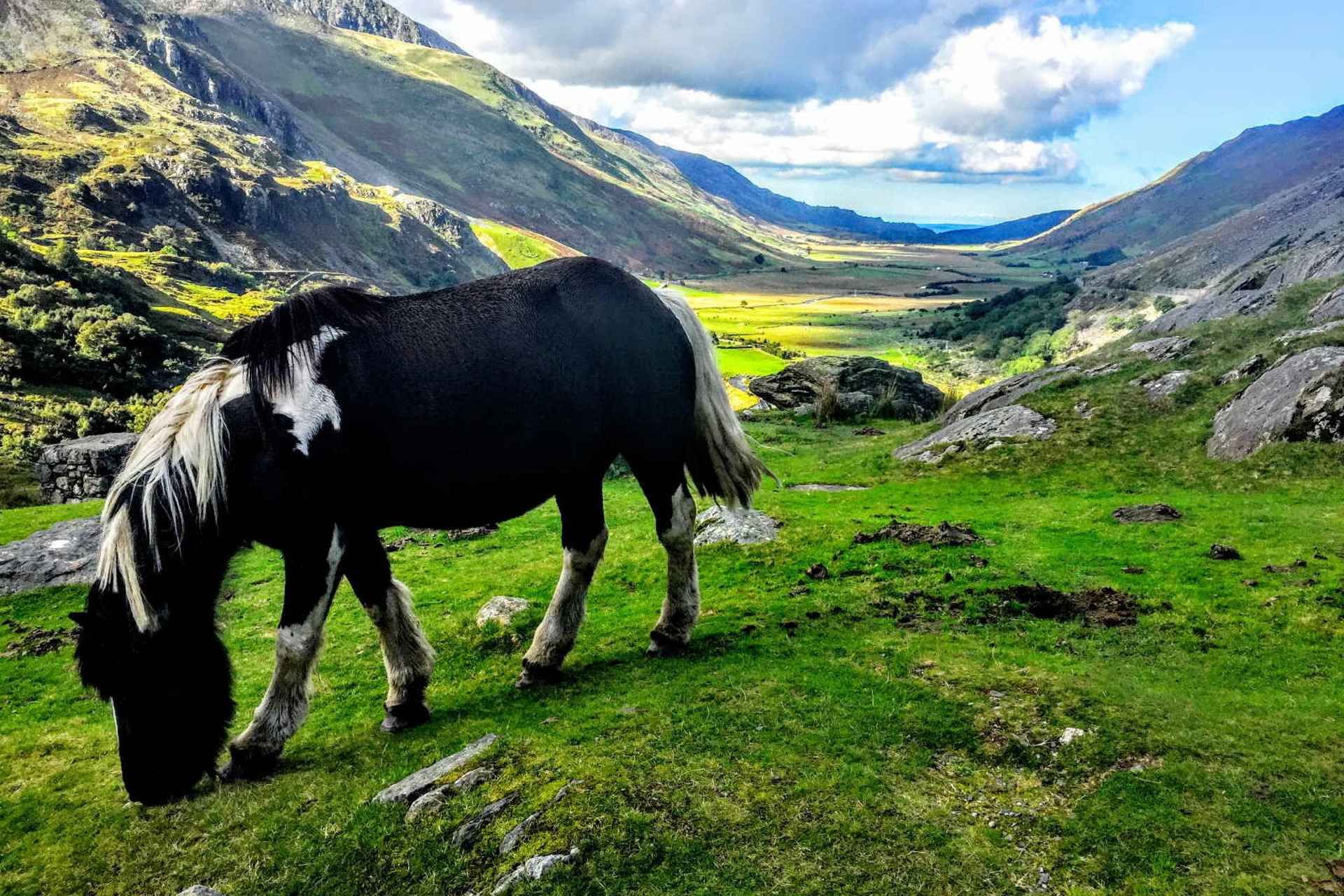 From Manchester: North Wales Sightseeing Adventure Day Trip