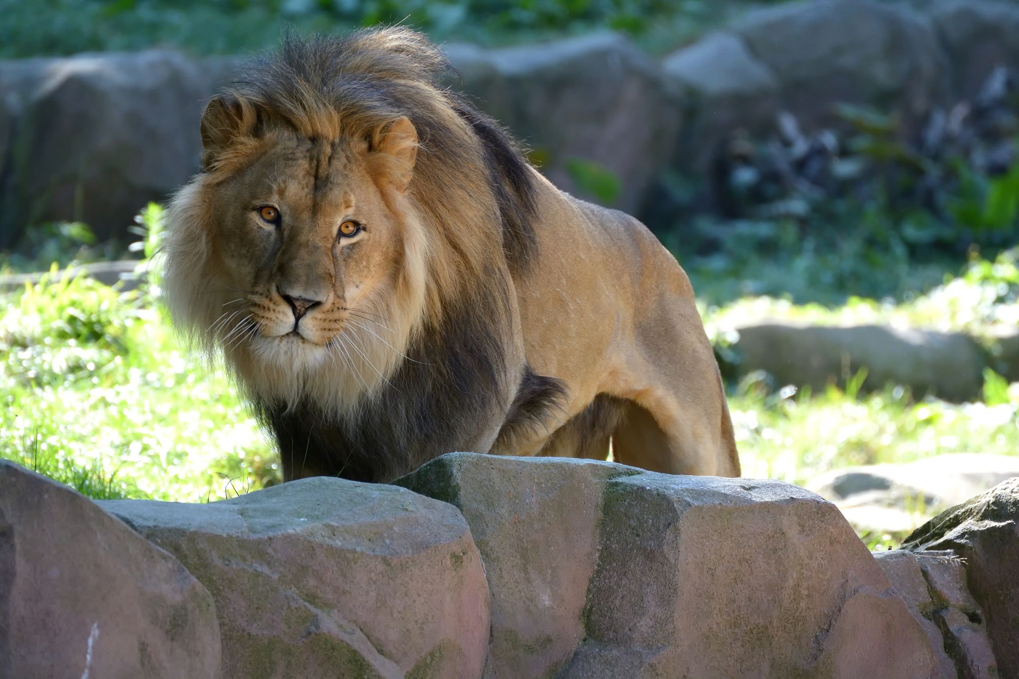 Photo of lion (Panthera leo) in the shadow Antwerp Zoo, Belgium.