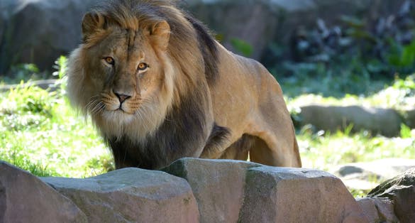Photo of lion (Panthera leo) in the shadow Antwerp Zoo, Belgium.