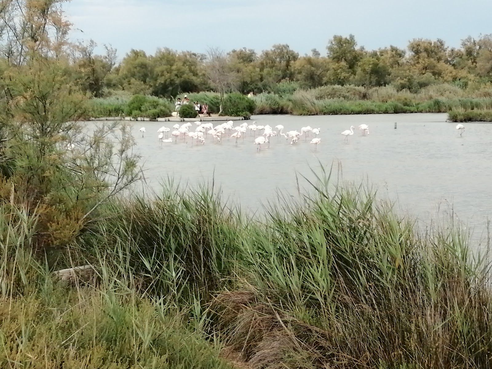 Parc naturel régional de Camargue, Arles, Bouches-du-Rhône, Provence-Alpes-Côte d'Azur, Metropolitan France, France
