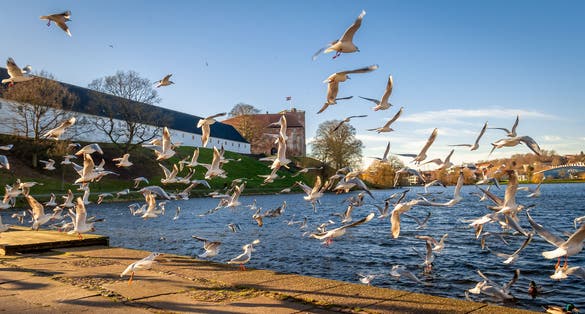 photo of view of Seagulls Flying over the Promenade in the City Center of Kolding, Denmark.