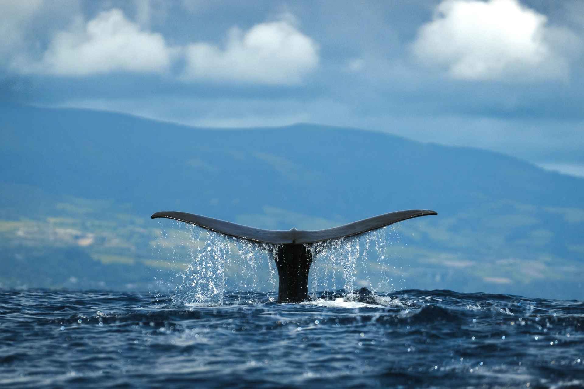 Ponta Delgada Whale watching 2.jpg