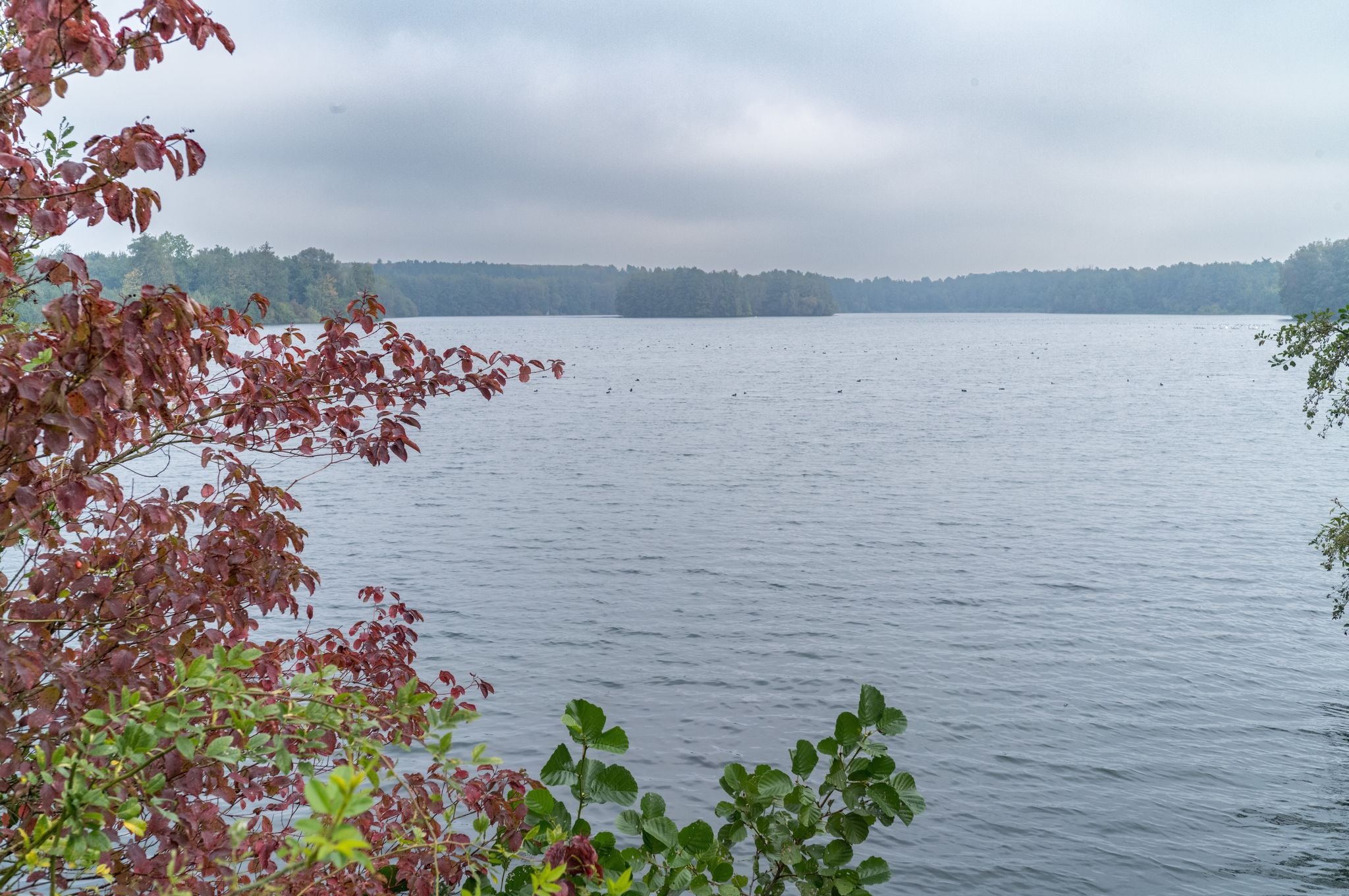 photo of view of  Large inland lake in fall in Bottrop, Germany.