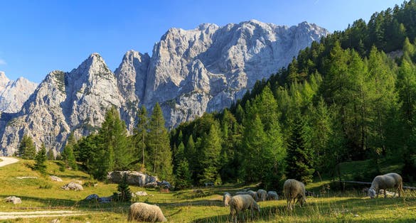 Photo of Mountain View at the Vršič Pass, eating sheep in the foreground, Slovenia .