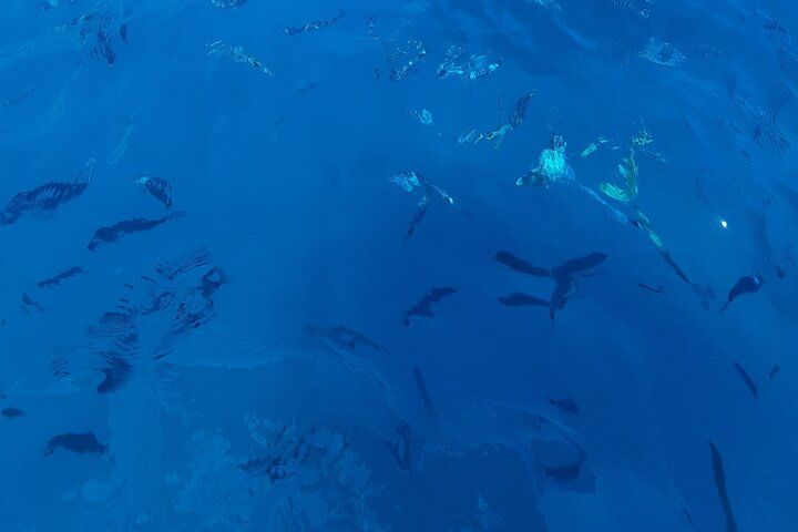 Private cruise to Cap d'Antibes and the Lérins Islands by sailboat