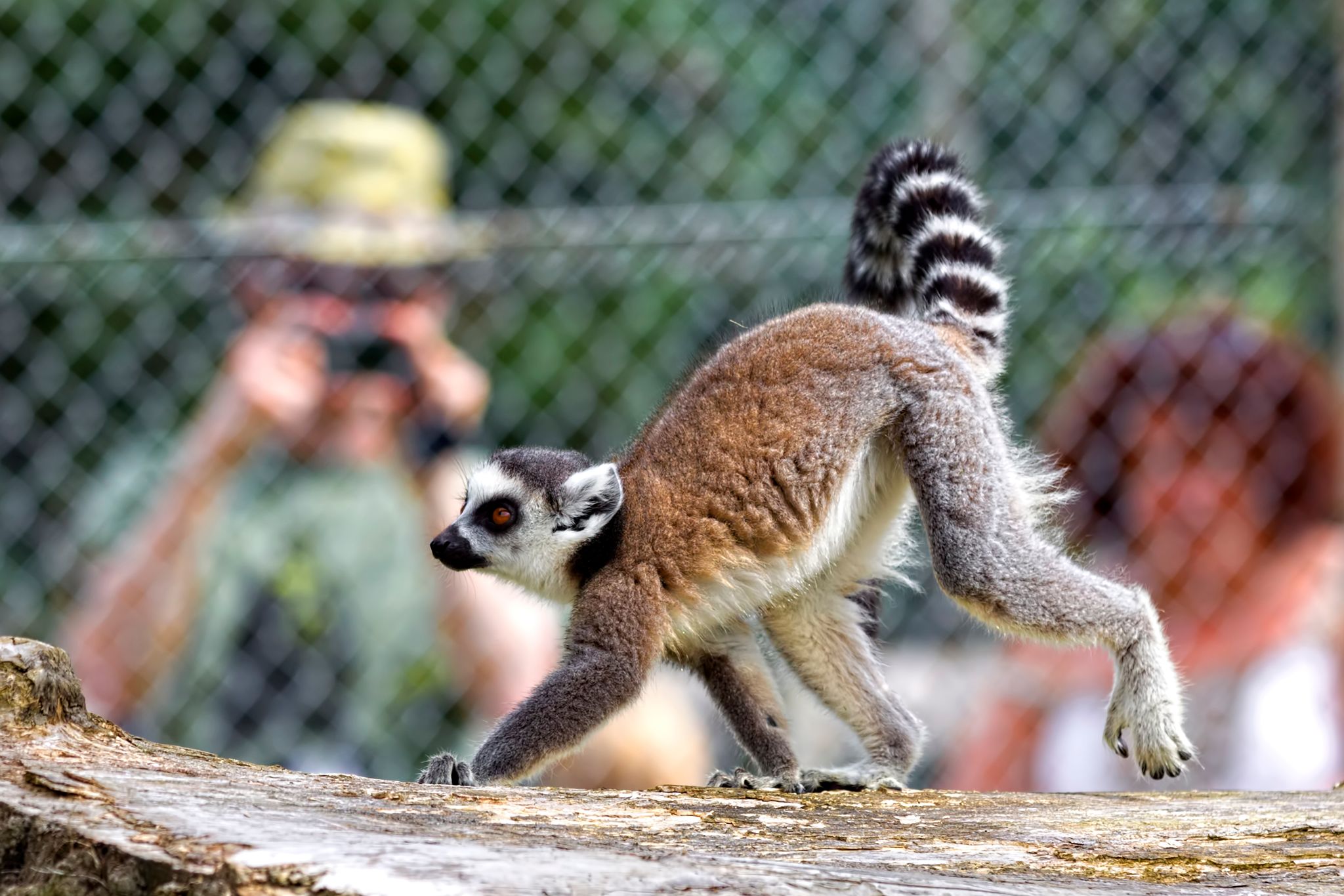 A captive ring-tailed lemur (Lemur catta) in an enclosure at Longleat Safari Park
