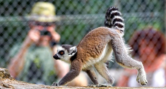 A captive ring-tailed lemur (Lemur catta) in an enclosure at Longleat Safari Park