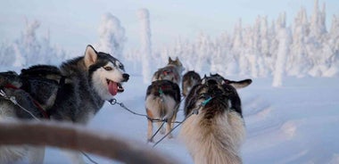 Finnish Wilderness Week