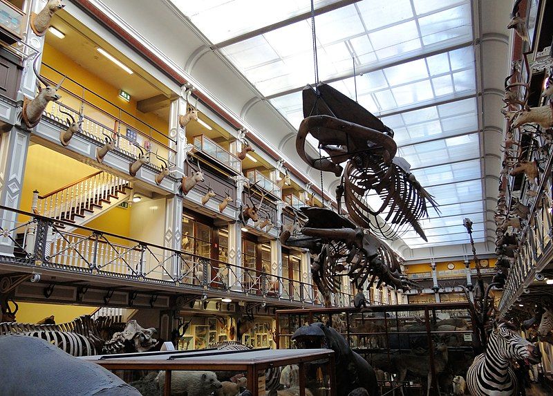 photo of More details First floor, showing balconies above with display of game heads Natural History Museum Dublin, Ireland.