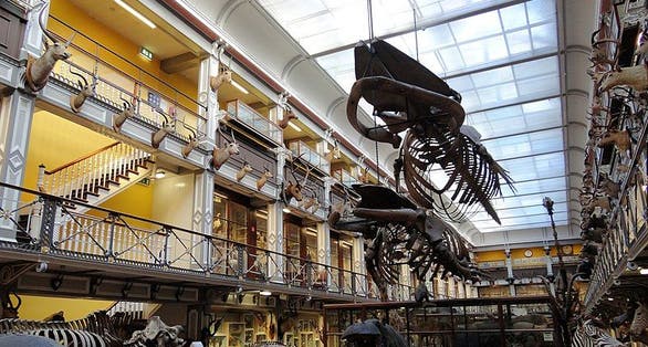 photo of More details First floor, showing balconies above with display of game heads Natural History Museum Dublin, Ireland.