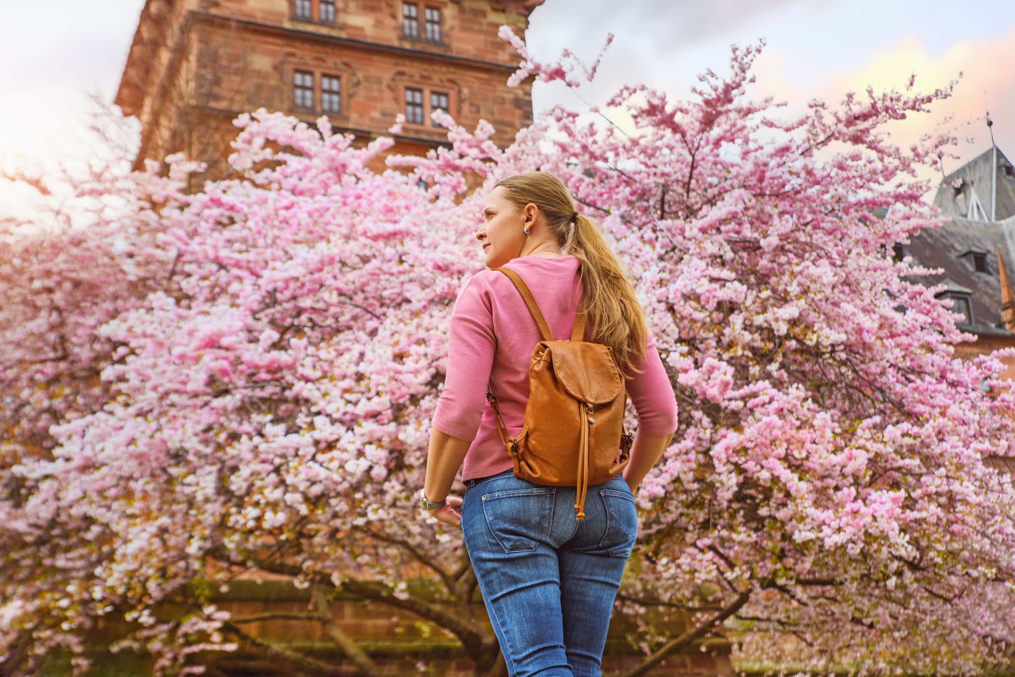 photo off view of Cherry tree blossom Aschaffenburg, Germany. Walk in the old town.