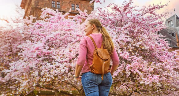 photo off view of Cherry tree blossom Aschaffenburg, Germany. Walk in the old town.