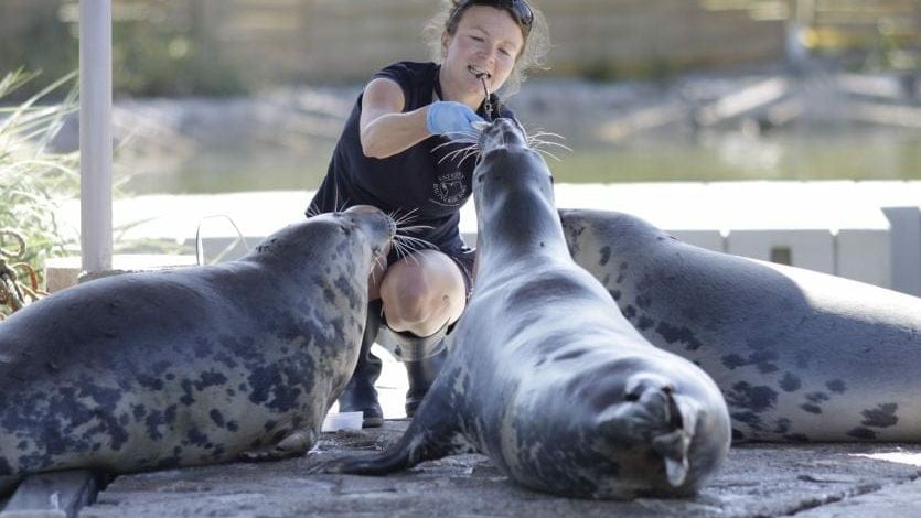 Fokarium Stacji Morskiej im. Prof. Krzysztofa Skóry Instytutu Oceanografii Uniwersytetu Gdańskiego w Helu, Hel, Puck County, Pomeranian Voivodeship, Poland