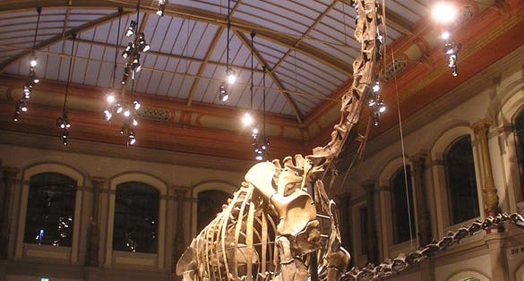 The Dinosaur Hall seen from the entrance, with the skeleton of Giraffatitan (formerly Brachiosaurus) brancai in the center.