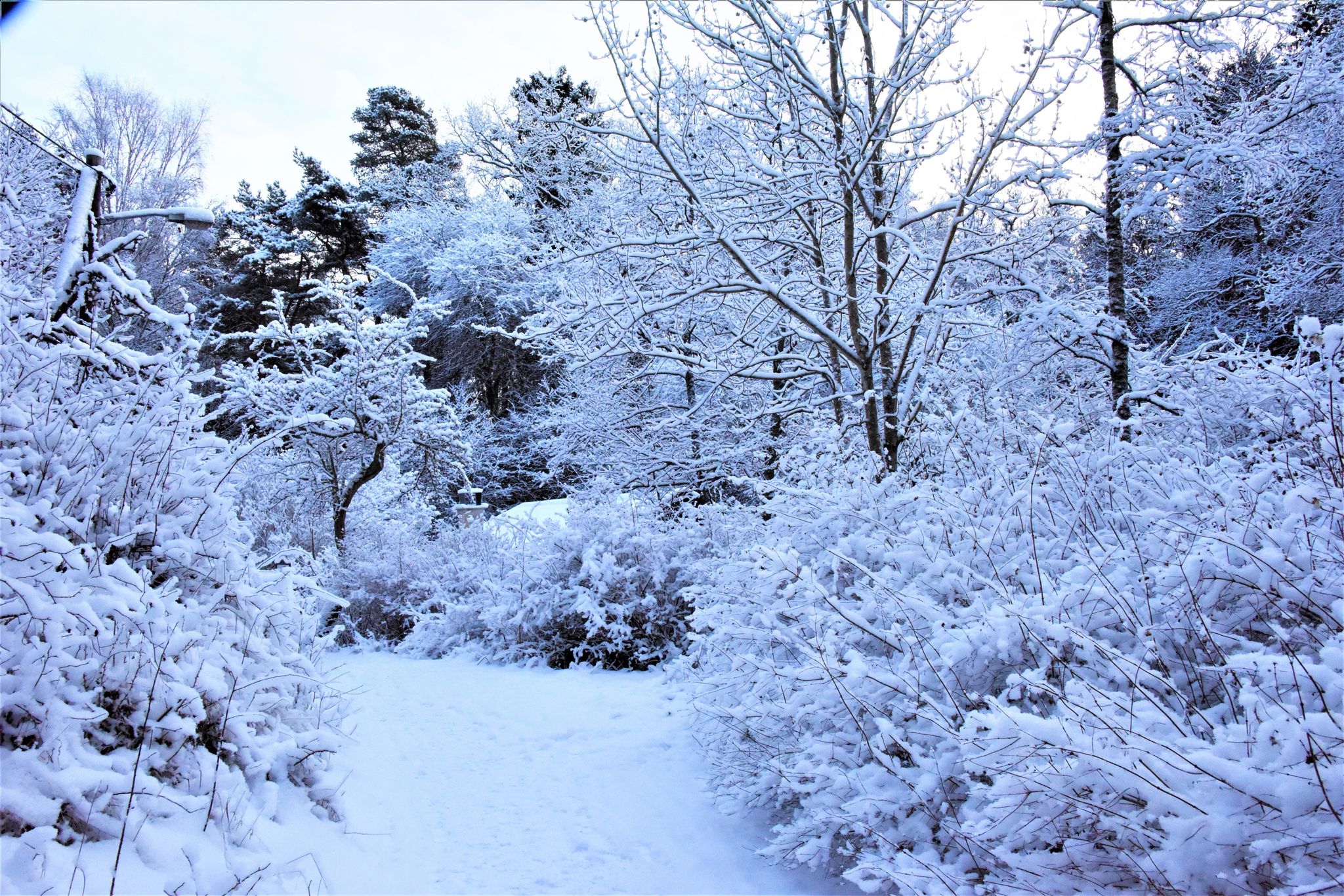 photo of winter path in a snowy forest in Judarskogens naturreservat, Bromma, Stockholm, Sweden.