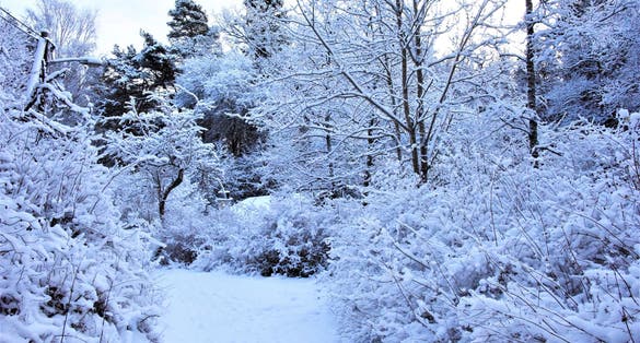 photo of winter path in a snowy forest in Judarskogens naturreservat, Bromma, Stockholm, Sweden.