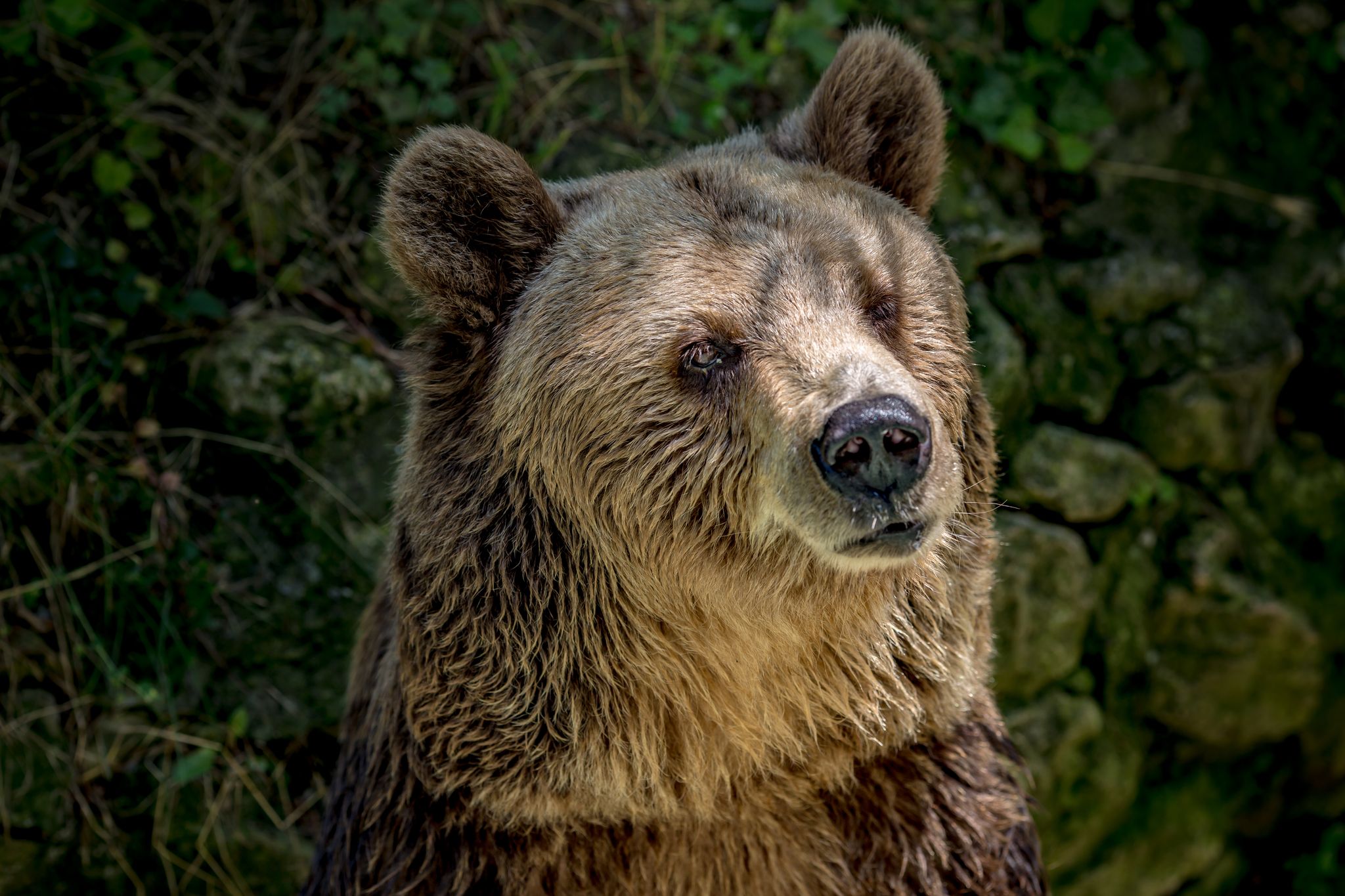 photo of view of Portrait of brown bear,Varna zoo,Bulgaria,Varna Bulgaria.