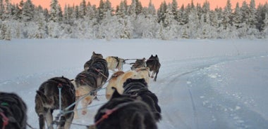 Sunrise Zen Husky Tour (10:00 to 13:00 - sitting on the sled)