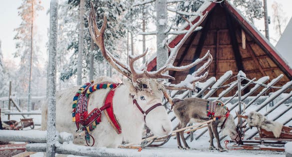 Photo of deer with sledge in winter forest in Rovaniemi, Lapland, Finland.