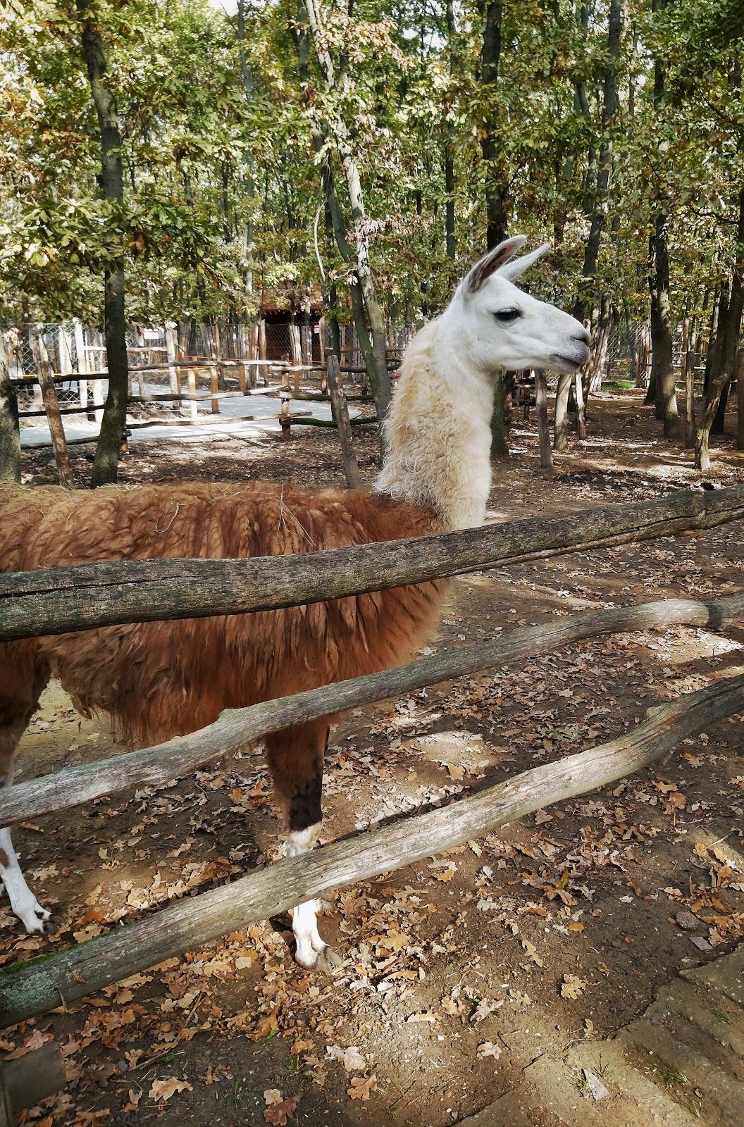 Nefag Zrt., Szolnok, Szolnoki járás, Jász-Nagykun-Szolnok, Great Plain and North, Hungary