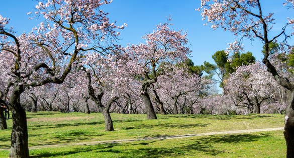 Photo of the Quinta de los Molinos park in Madrid in full spring bloom of the almond and cherry trees.