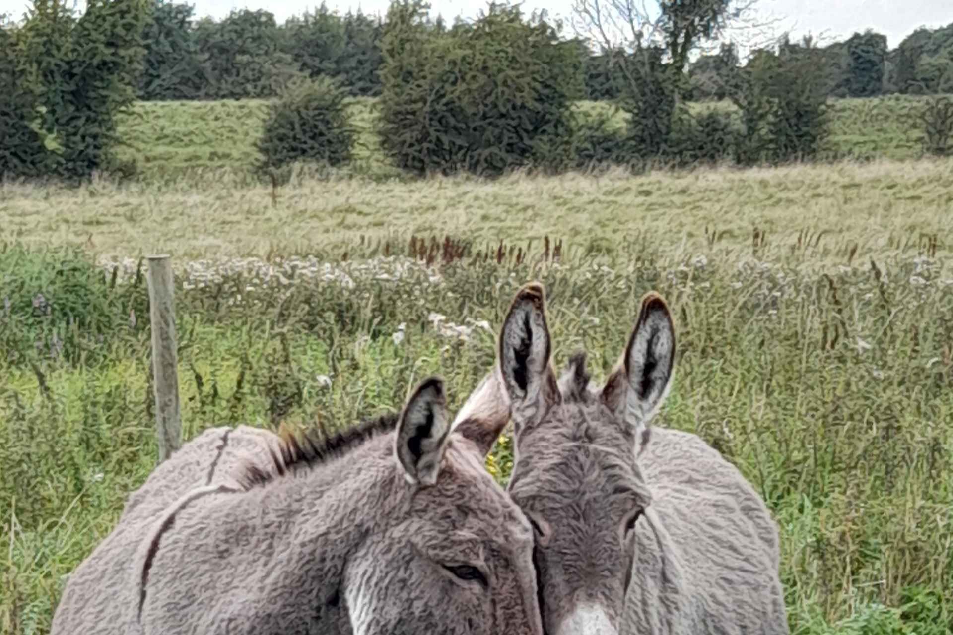 Castlegadddery: Murtagh's Organic Farm Guided Tour