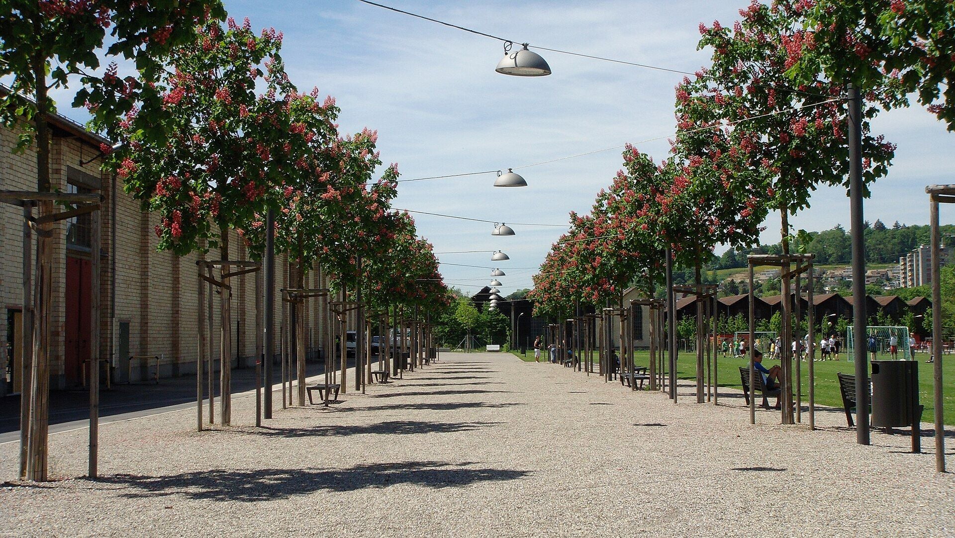 photo of alley of trees near the event hall 710 adjacent to the Eulachpark in Winterthur, Switzerland.