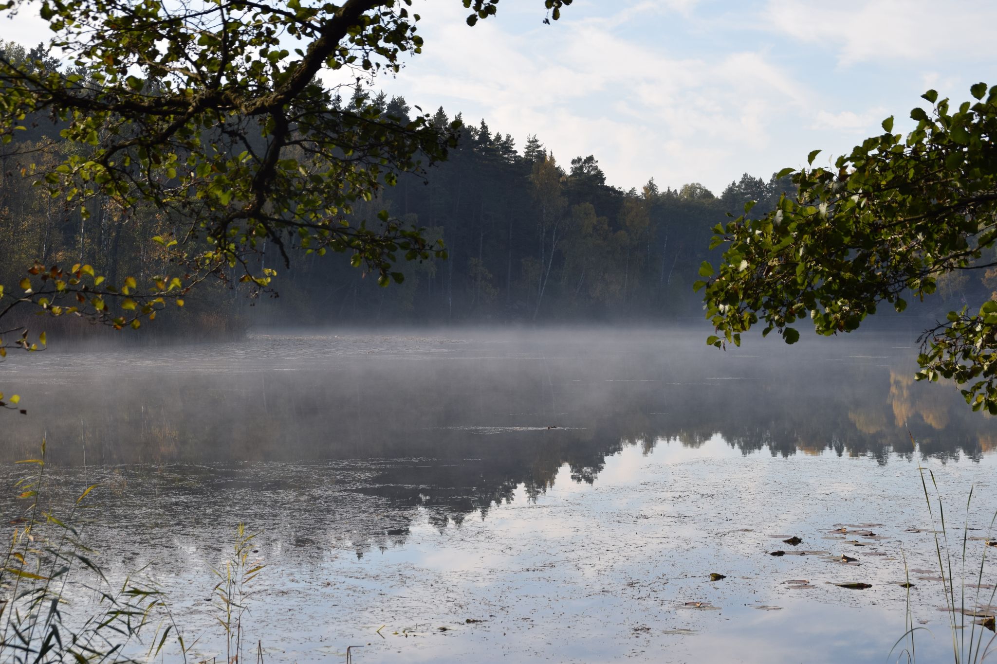photo of morning at a lake, Judarskogens naturreservat, Bromma, Stockholm, Sweden.