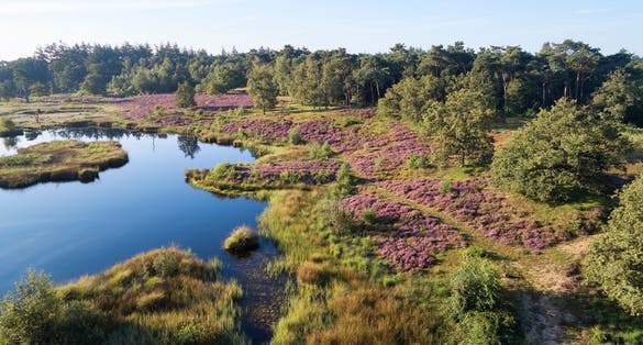 Drone shot in August of the 'Haterse en Overasseltse Vennen', nature reserve near the city of 'Nijmegen', province 'Gelderland', Netherlands