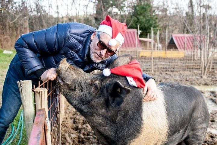 Discover Montepulciano: Cinta Senese Pigs, Lunch & wine in a Farm