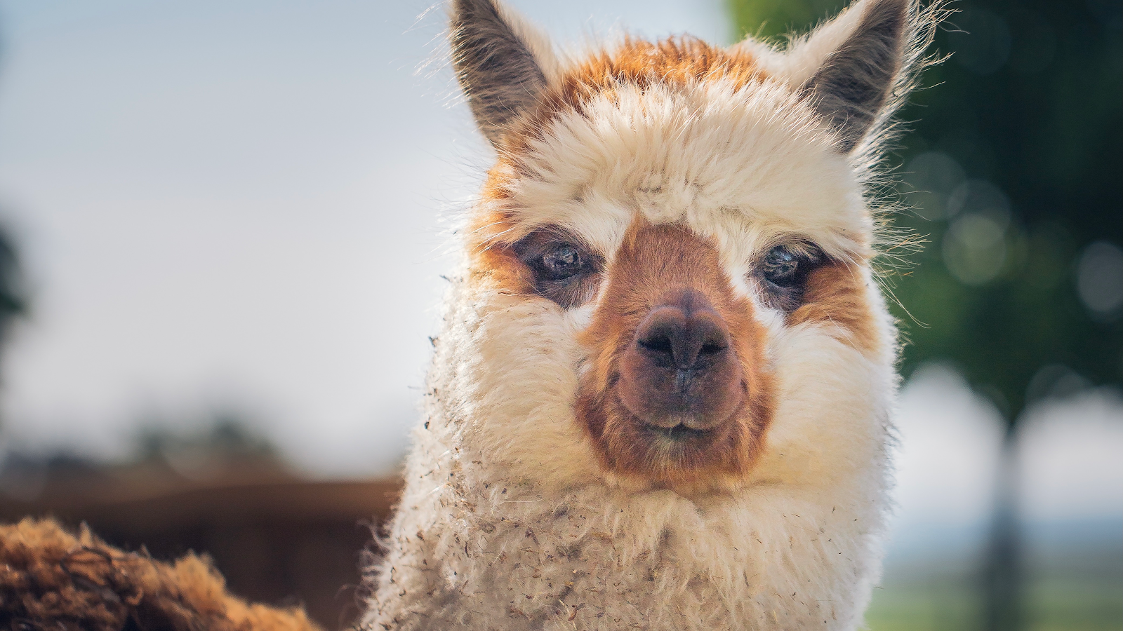 Bella Stables and Animal Park SIÓFOK, Siófok, Siófoki járás, Somogy, Southern Transdanubia, Transdanubia, Hungary