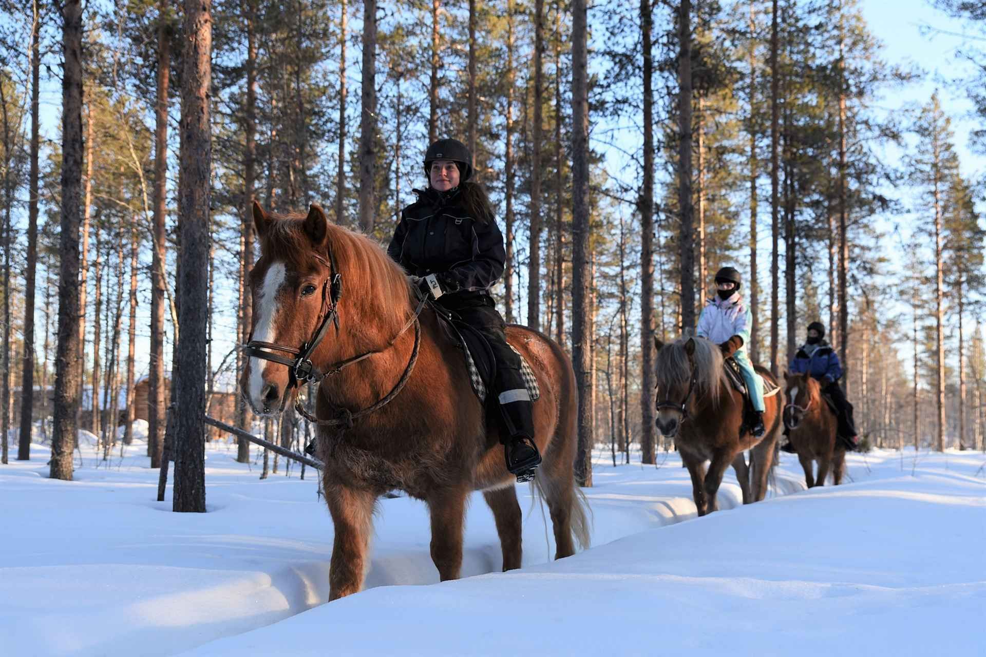 Levi: Snowy Forest Ride and Polar Lights Tours