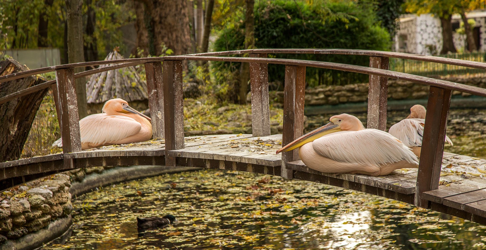 photo of view of Pink Pelican resting on a wooden bridge across the lake in the autumn city park Varna, Bulgaria. Soft warm colors of the setting sun,Varna Bulgaria.