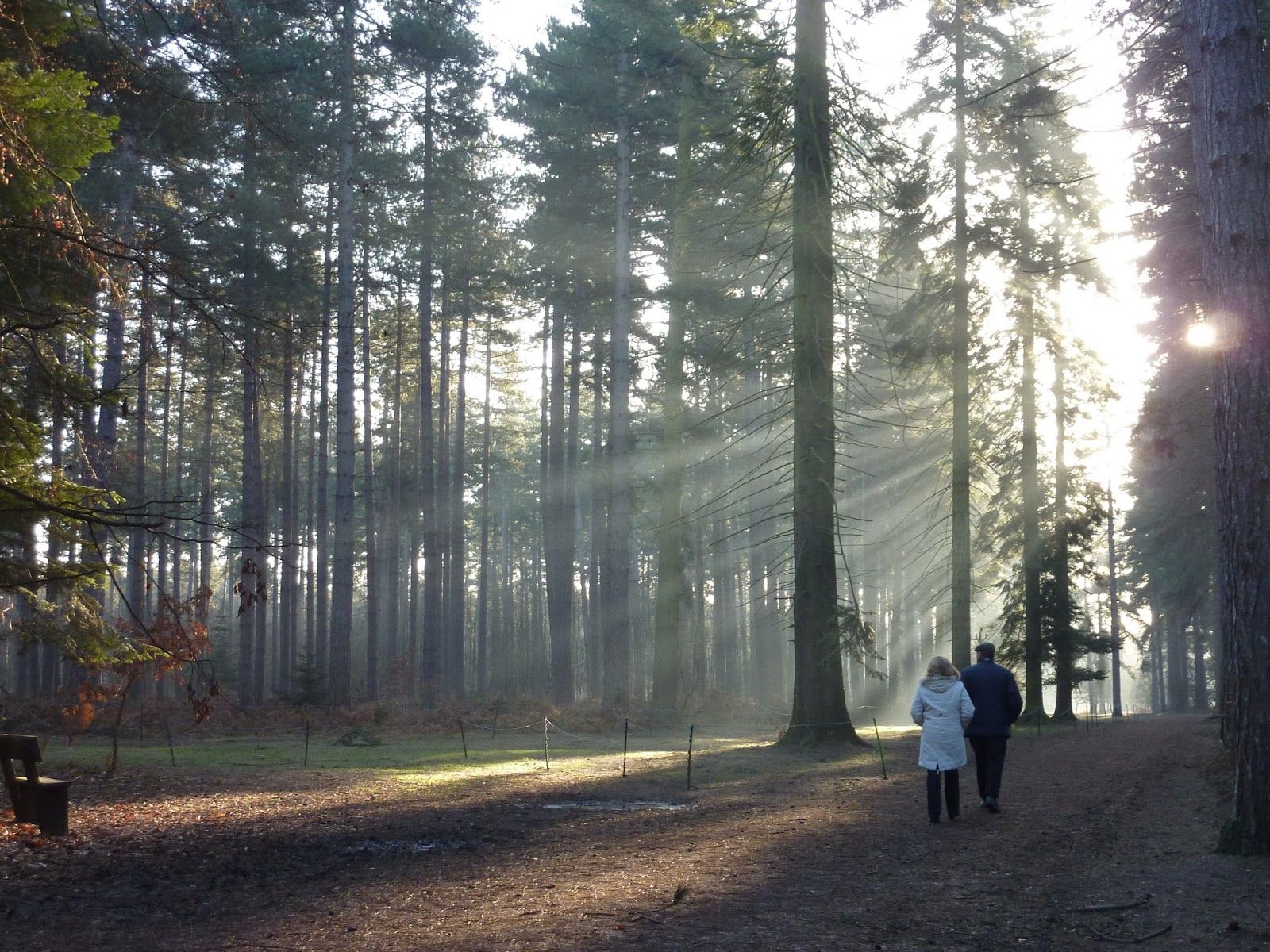 Black Park Country Park, Wexham, Buckinghamshire, South East England, England, United Kingdom