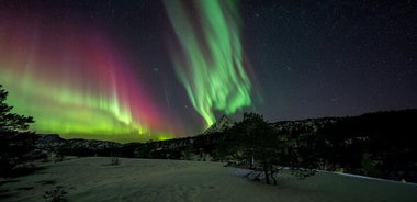 Northern Lights Tours Bodo Norway