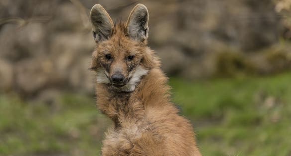 Photo of Chrysocyon brachyurus in Zoo Decin, Czech Republic.
