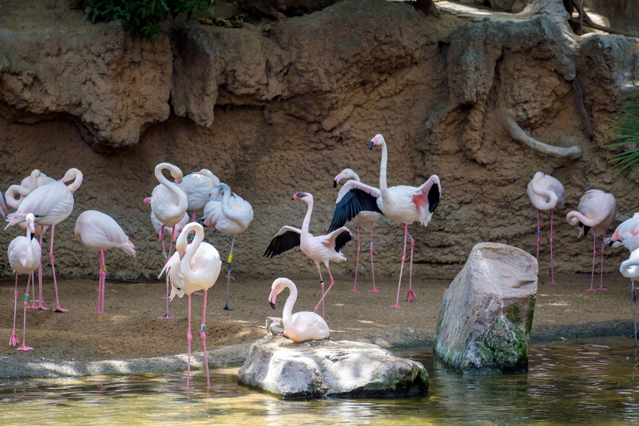 photo of Greater Flamingos (Phoenicopterus roseus) at the Bioparc Fuengirola in Spain.