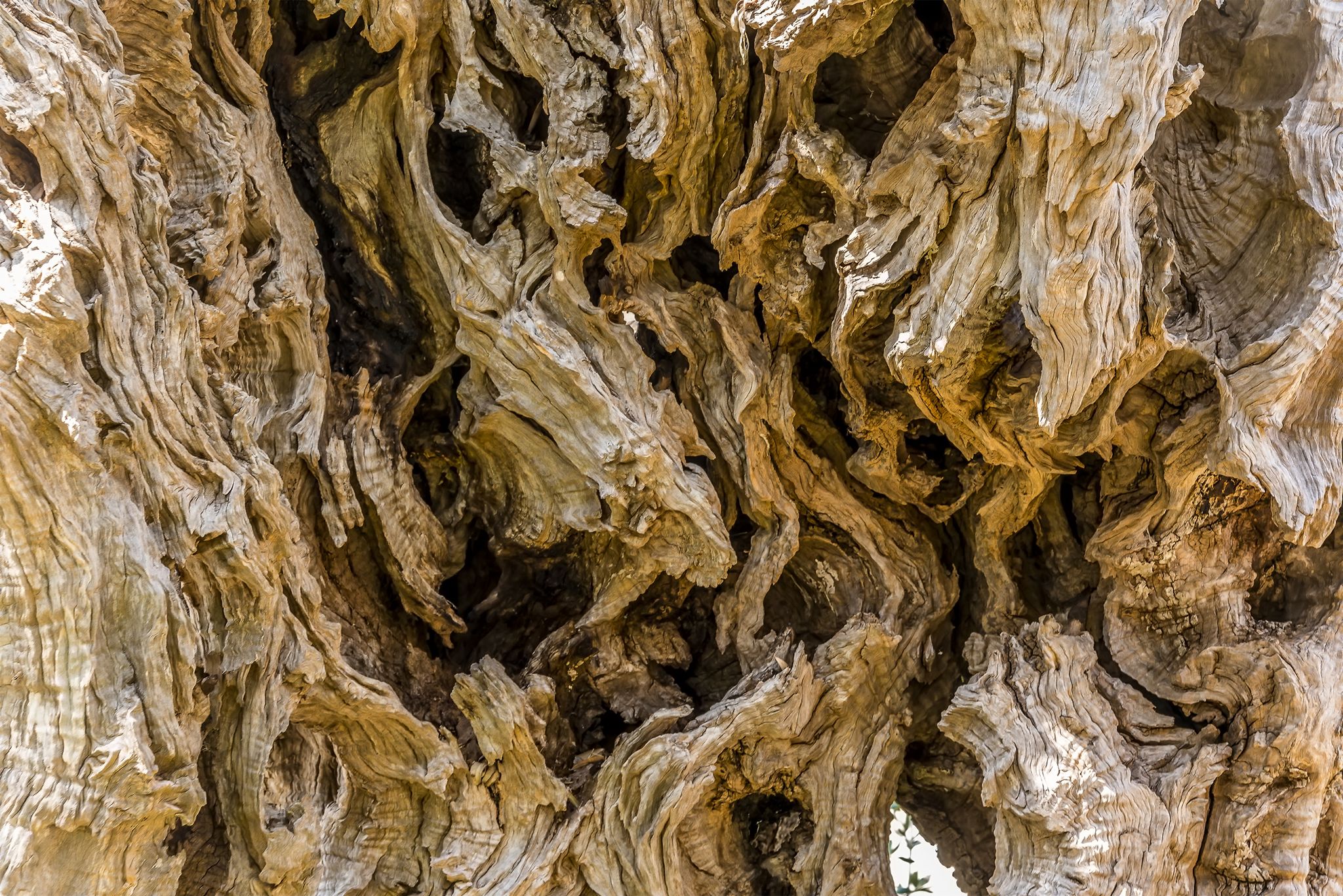 Photo of the texture of the bark on the 2,000 year old olive tree, Stara Maslina near to Stari Bar, Montenegro.